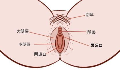 女性外阴图片